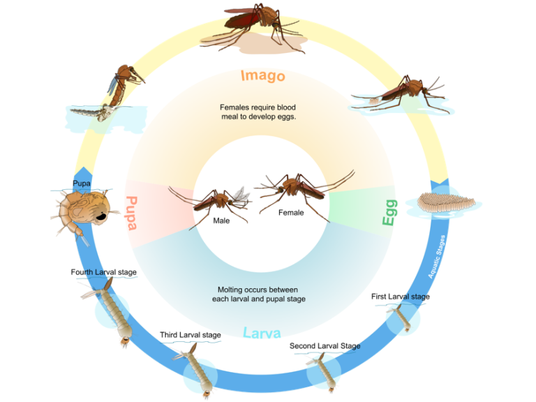 mosquito
