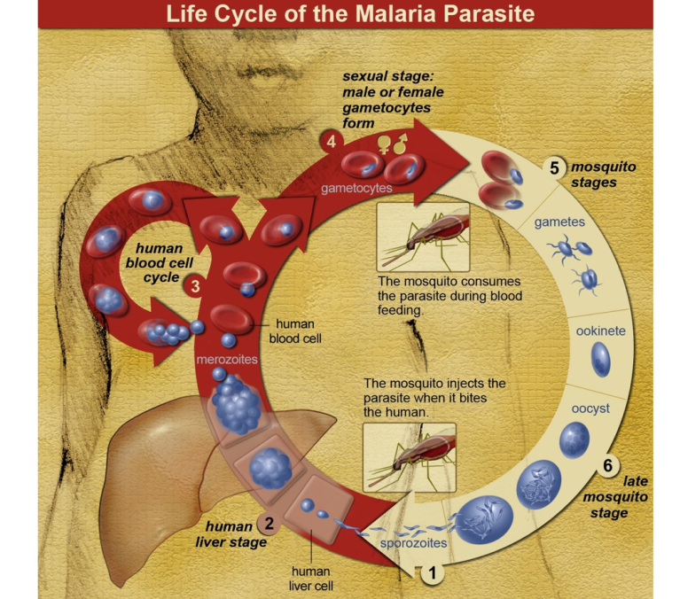 mosquito life