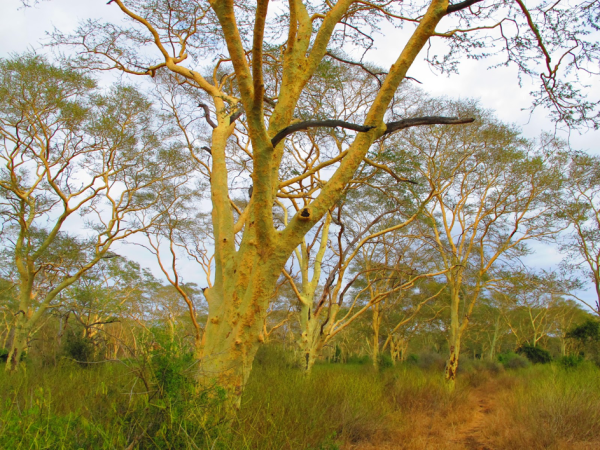 tree